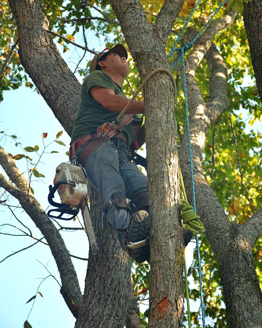Tree climber in a harness working high in a tree