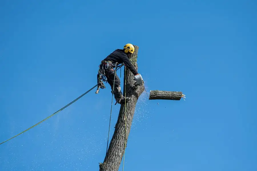 Climber taking a tall tree down in sections