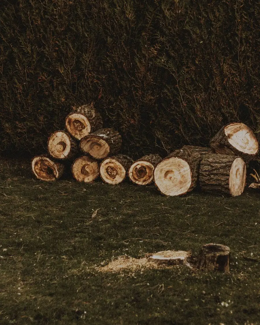 Cut logs stacked on a lawn after a tree removal