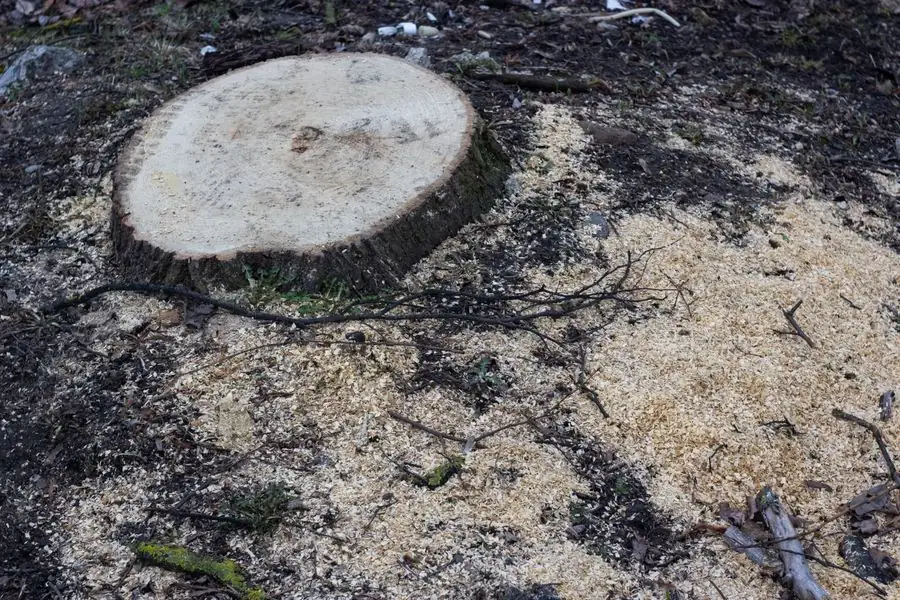 Fresh cut tree stump in a yard